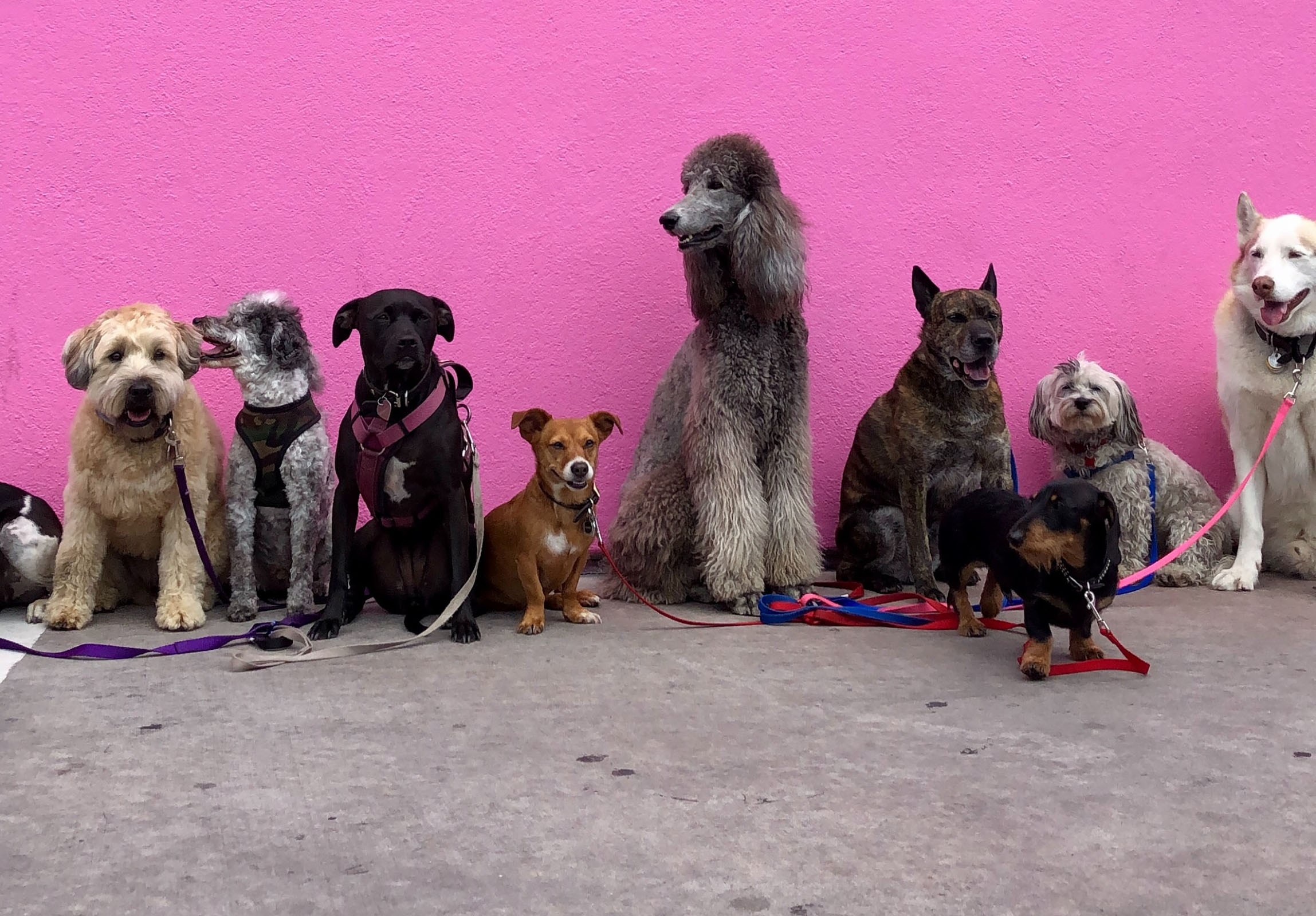 Intro to Obedience