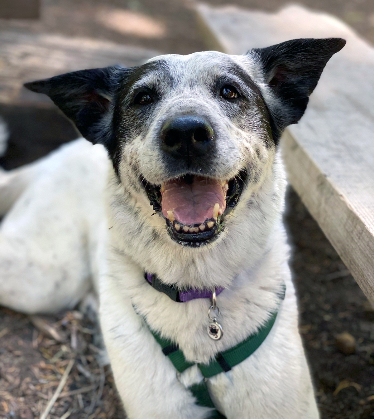 Lily, 11 year old cattle dog mix; one of our happy students that older pups can be taught at all ages. Read her testimonial.
